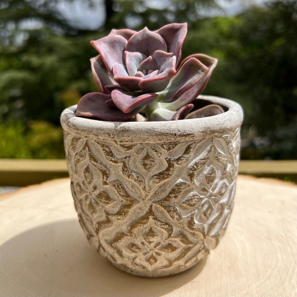 Succulent Planter - Indoor/Outdoor Cement Plant Pot Gardening Gift - Picture 1 of 3